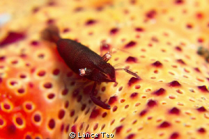 stacked 2macro lens and was on full zoom..
Tulamben by Lance Teo 